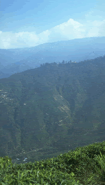 Teegarten in Darjeeling / Risheehat